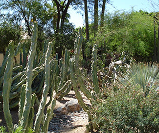 Rosie on the House desert garden