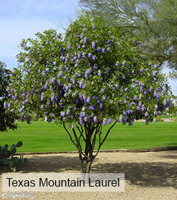Texas Mountain Laurel With Photo Credit