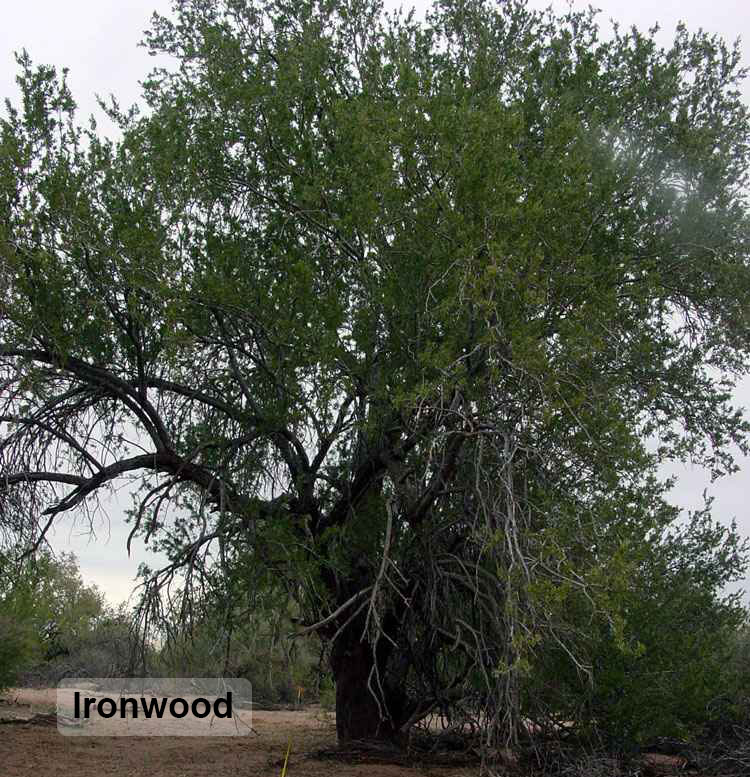 Tree Of The Month Ironwood
