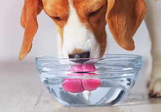 Rosie on the House Dog Drinking Water