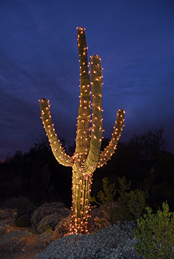 Rosie on the House Saguaro Cactus With String Of Lights