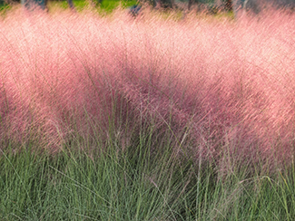 Rosie on the House Pink Muhly Grass