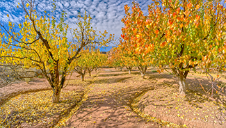 Roaie on the House Deciduous AZ Fruit Trees