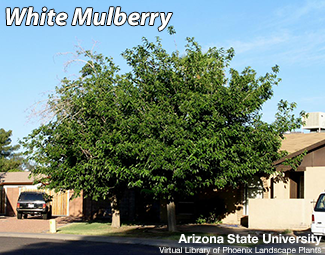 Rosie on the House ASU White Mulberry