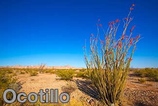 Rosie on the House Ocotillo