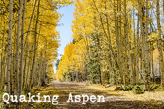 Rosie on the House Quaking Aspens