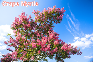 Rosie on the House Tree of the Month Crape Myrtle