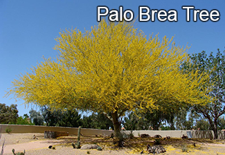 Rosie on the House Tree of the Month Palo Brea Tree