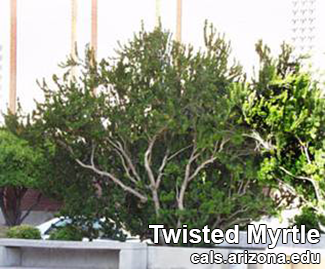 Rosie on the House Twisted Myrtle1
