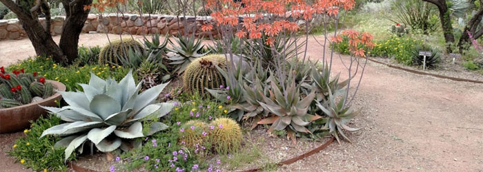 8 Arizona Garden Sights to See Before You Landscape