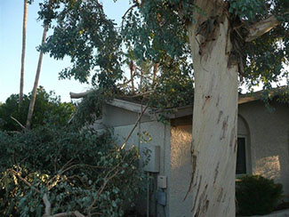 Rosie on the House storm damage