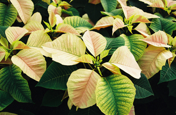 rosie on the house poinsettias