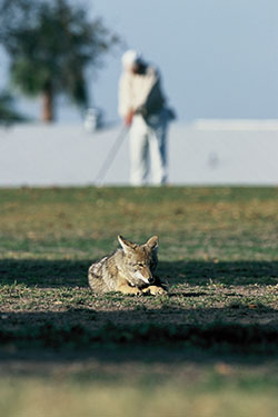 Rosie on the House Coyote golf AZ Fish and game