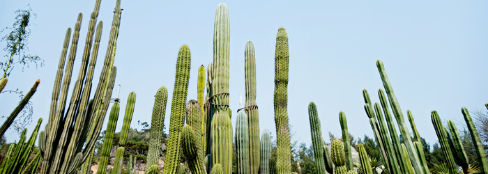 All About Saguaros