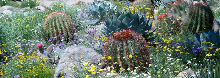 5 Ways to Make Your Desert Yard More “Sustainable”