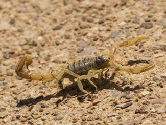 Rosie on the house arizona scorpion