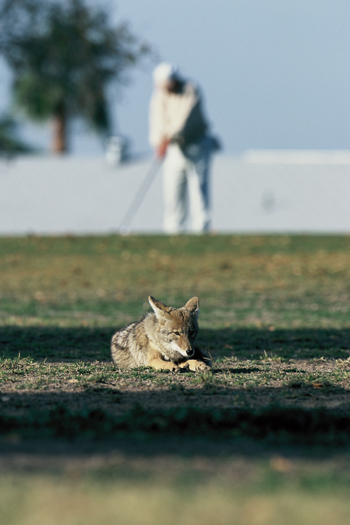 rosie on the house coyote on golf course