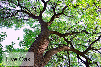 Live Oak