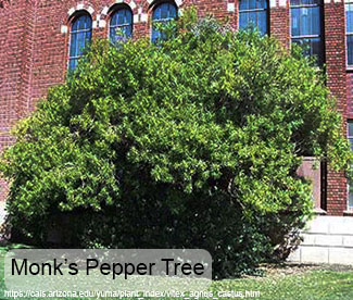Monks Pepper Tree With Photo Credit