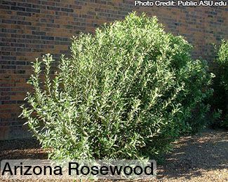 Rosie on the House Tree of the Month Arizona Rosewood