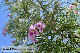 Rosie on the House Tree of the Month Desert Willow Flowers