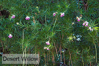 Rosie on the House Tree of the Month Desert Willow