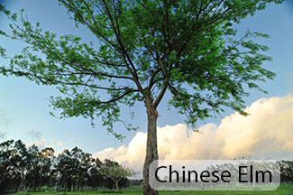 Tree of the Month Chinese Elm2