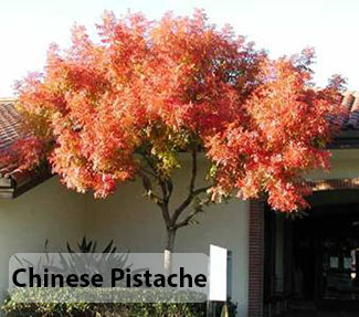 Tree of the Month Chinese Pistache Rosie on the House