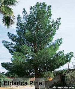 Tree of the Month Eldarica Pine