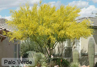 Tree of the Month Palo Verde