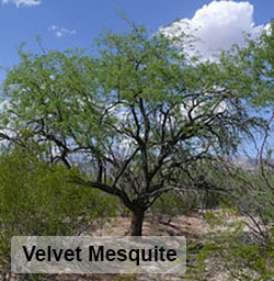 Tree of the Month Velvet Mesquite