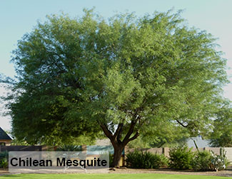 Tree of the Month Chilean Mesquite