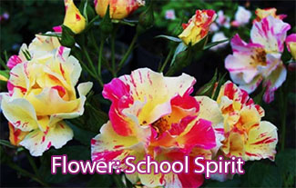 School Spirit Rose