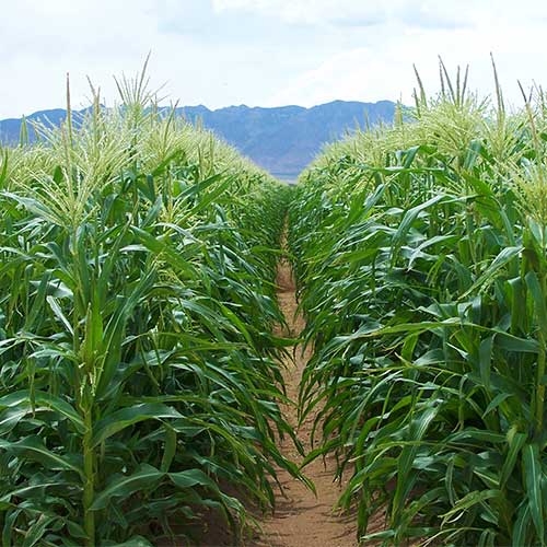 SweetCornRows