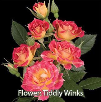 Tiddly Winks Rose