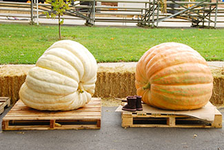 Rosie on the House Giant Pumpkins