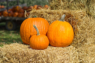 Rosie on the House Pumpkins