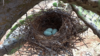 Rosie on the House Bird Eggs In Nest