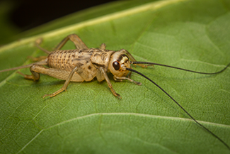 Rosie on the House House Cricket