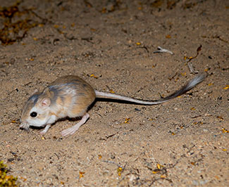 Rosie on the House Kangaroo Rat