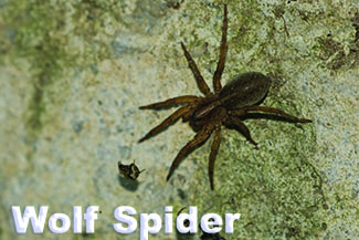 Rosie on the House Wolf Spider