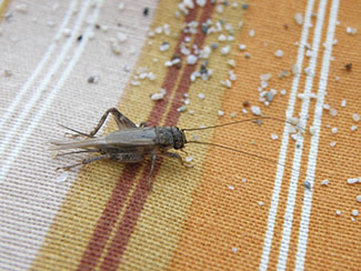 Rosie on the House Cricket