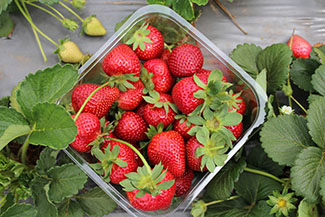 Rosie on the House Fresh Strawberries