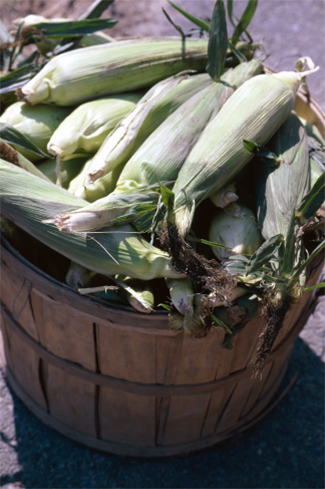 Rosie on the House Sweet Corn