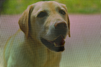 Rosie on the House Pet Screen