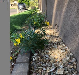 Rosie on the House Arizona Landscape Contractors Association Plants Too Close To Boarder