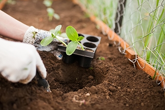 Rosie on the House Planting Cucumber Seedling