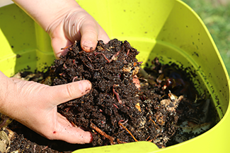 Rosie on the House Vermicompost Worm Composting