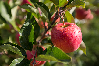 Rosie on the House Apple Tree