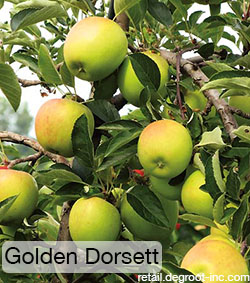 Rosie on the House Apple Golden Dorsett